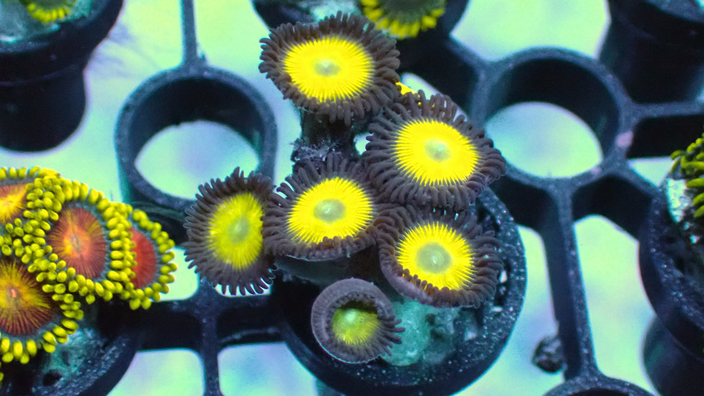 Thunderbird zoas 1” frag