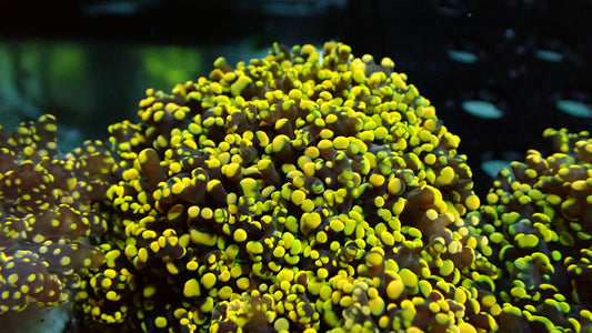 Canary yellow octospawn 2” frag XL