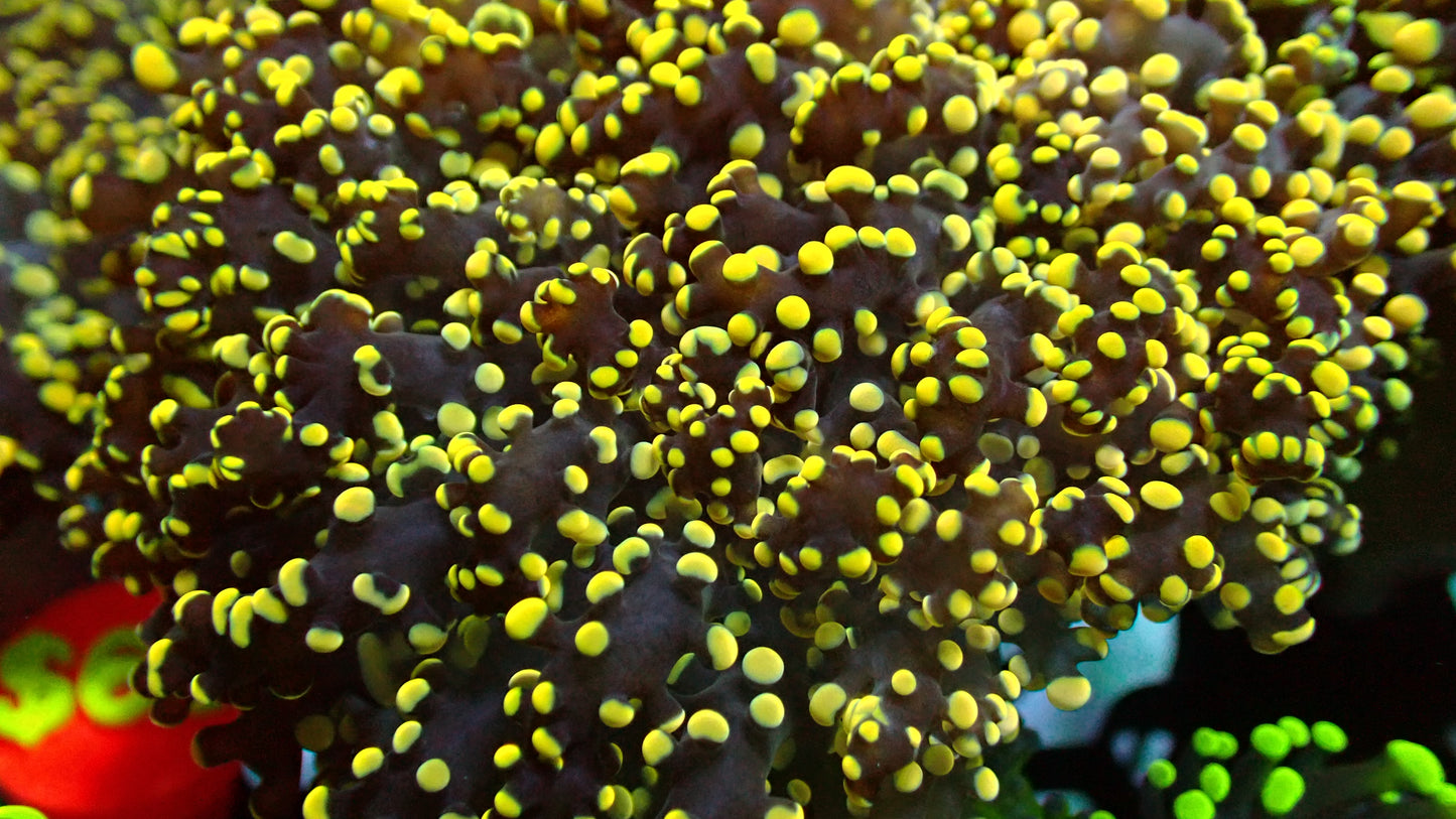Canary yellow octospawn 2” frag XL