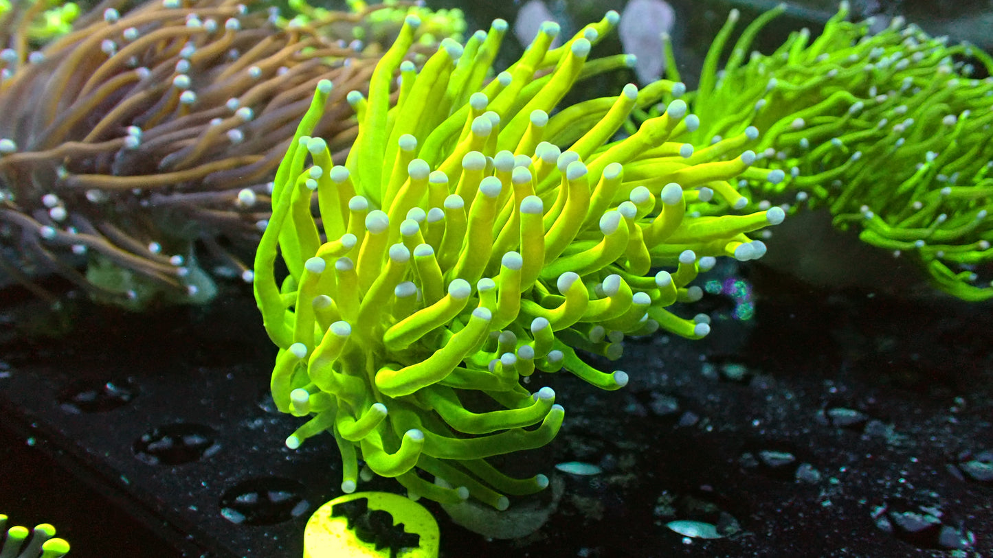 Holy grail torch 1” frag