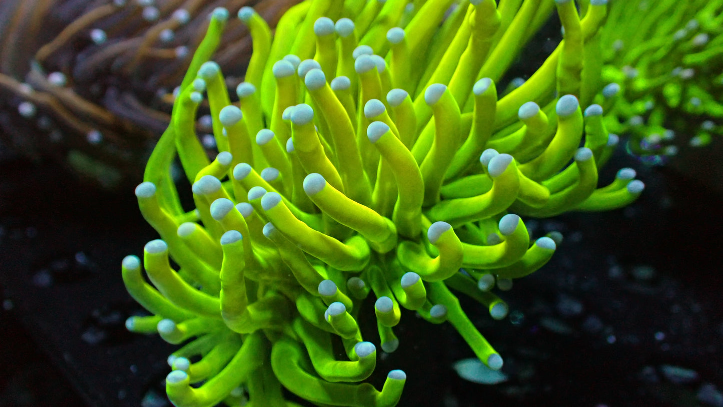 Holy grail torch 1” frag