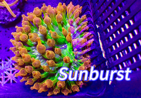Colorado sunburst anemone 3” WYSIWYG