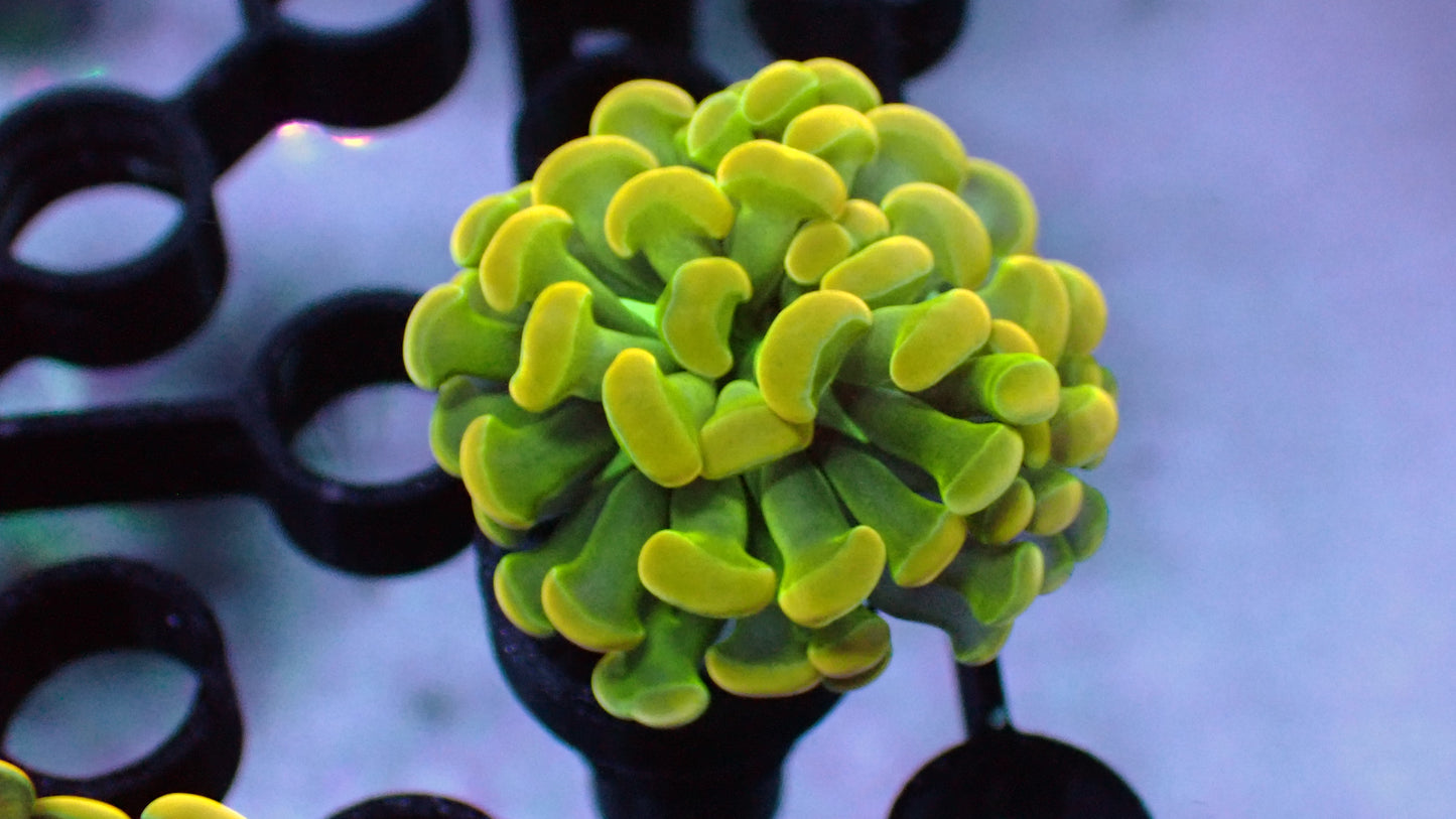 Willy wonka hammer 1” frag