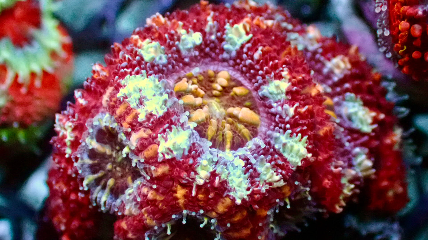 Iron man acan 1” frag