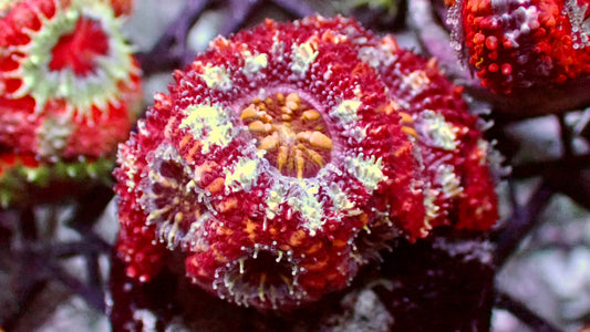 Iron man acan 1” frag