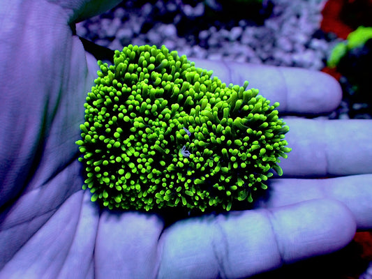 Neon green hairy mushroom 1 mushroom