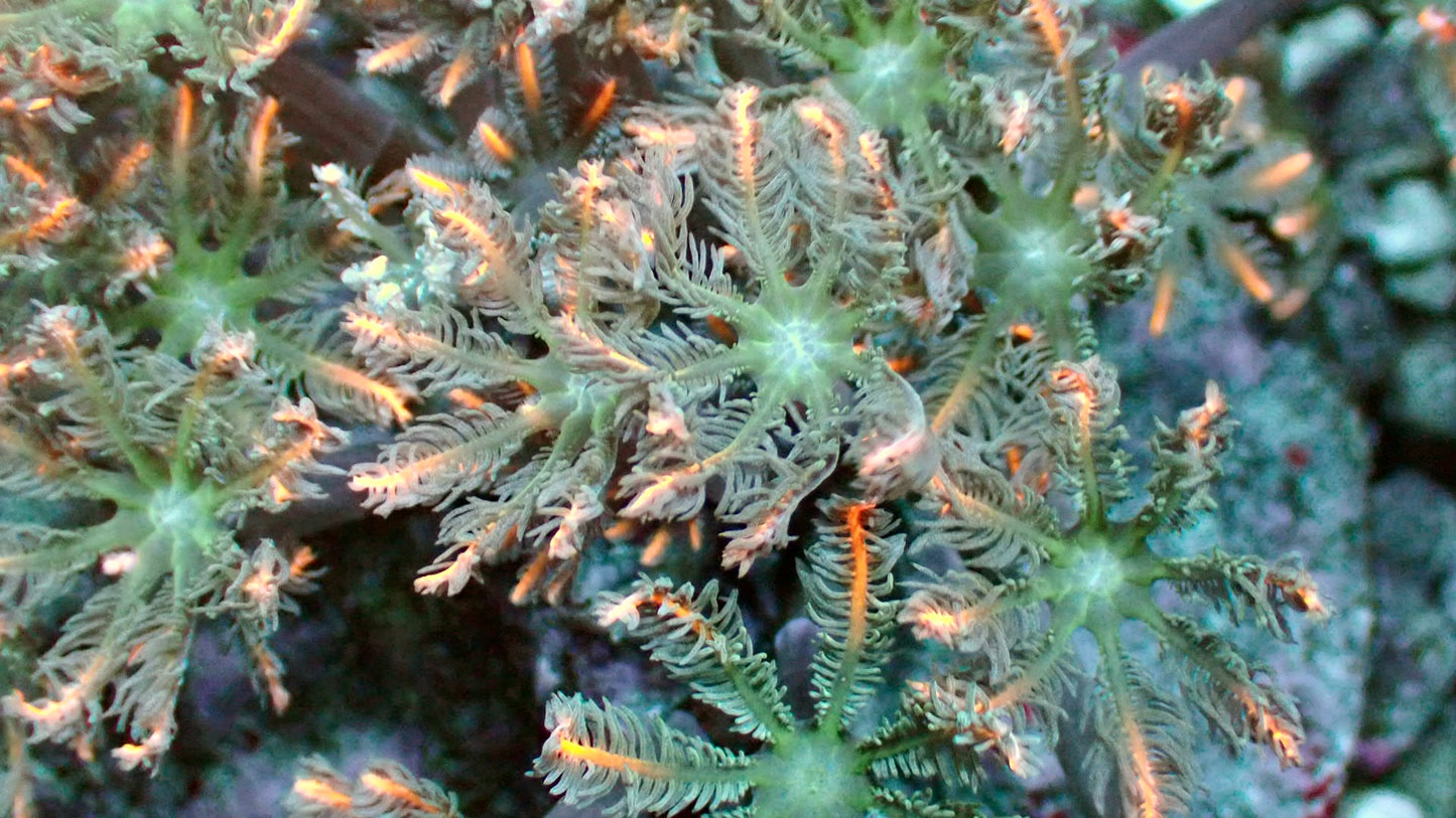 Candy corn cloves 1” frag