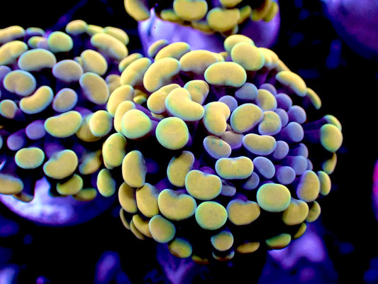Rainbow hammer 1” frag