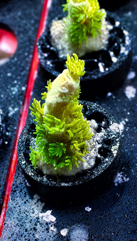 Jf homewrecker acro 1” frag