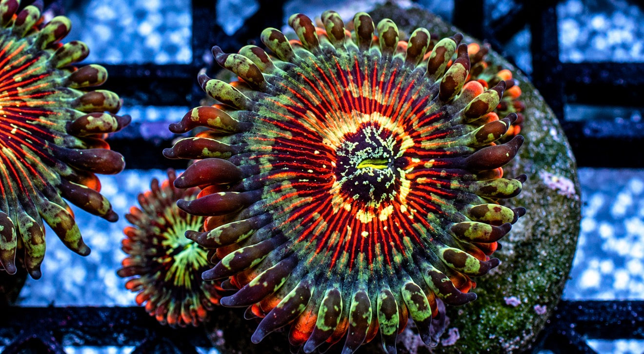 White zombie zoas 1” frag
