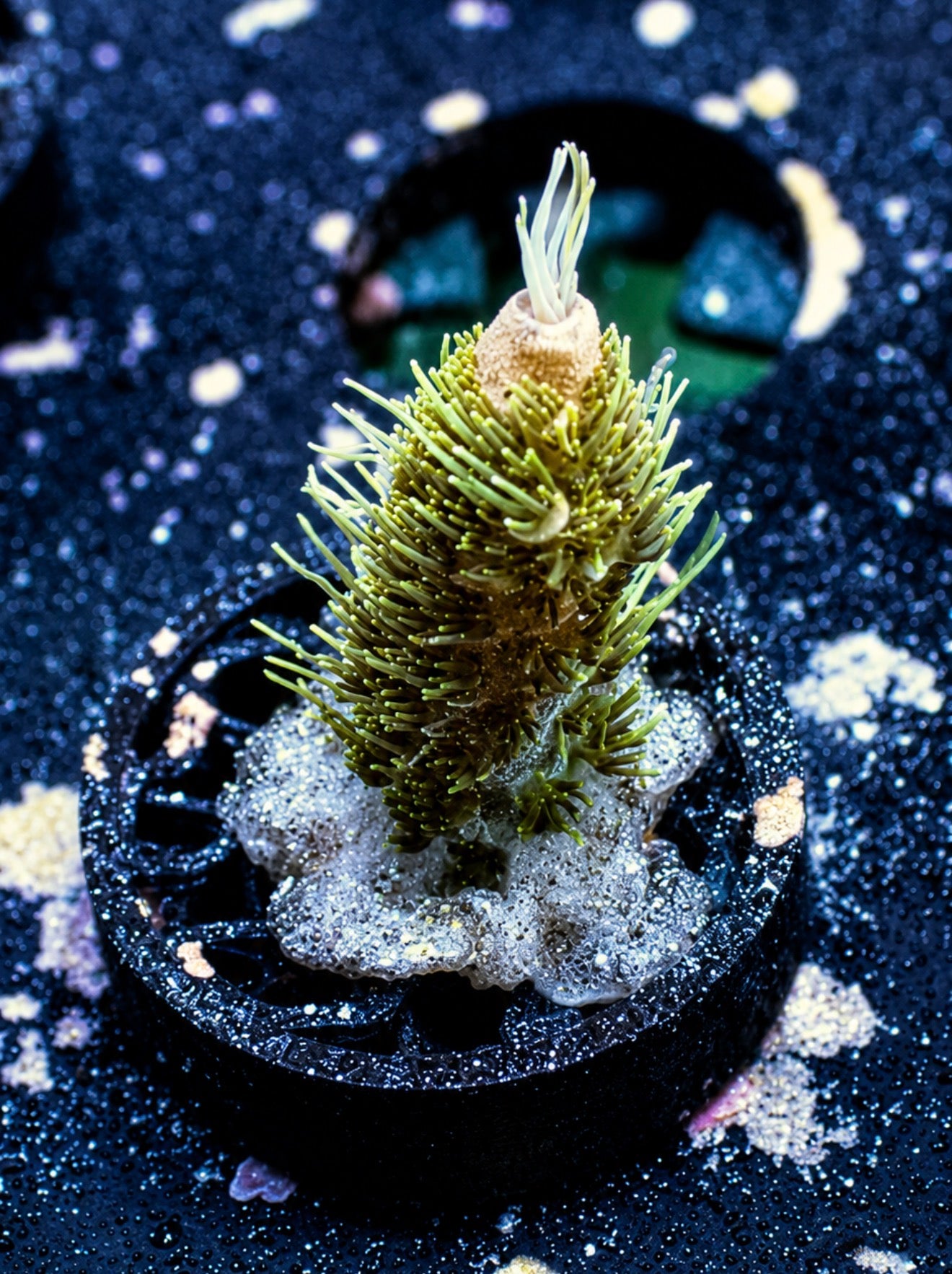 Sunset millepora 1” frag