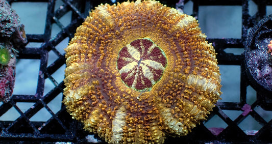 Asian tiger acan 1” frag