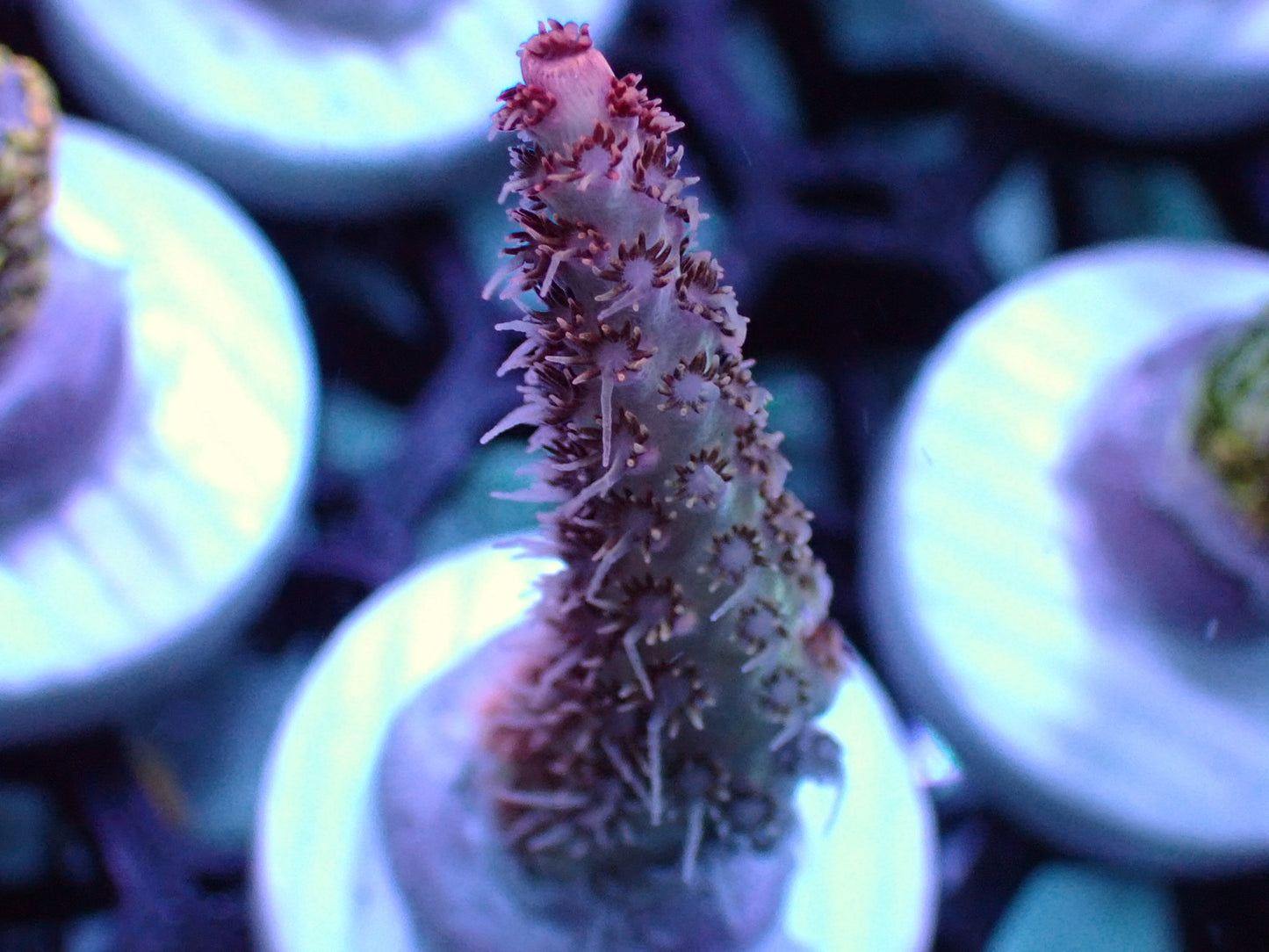 Red planet acro 1” frag