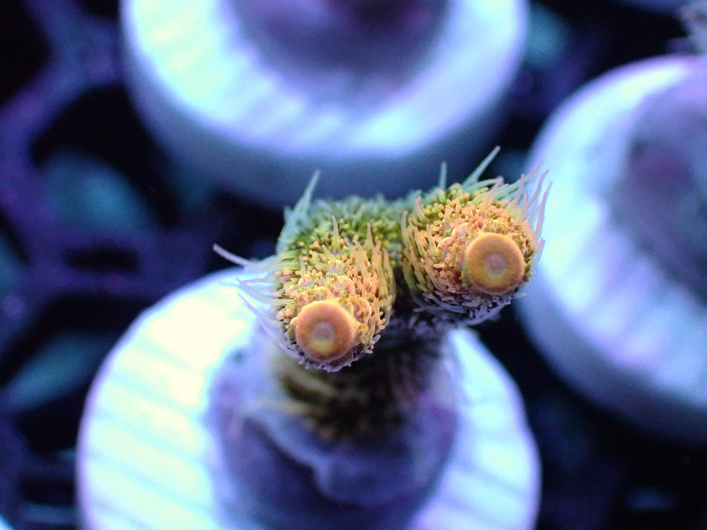 ASD Rainbow Millipora 1” frag