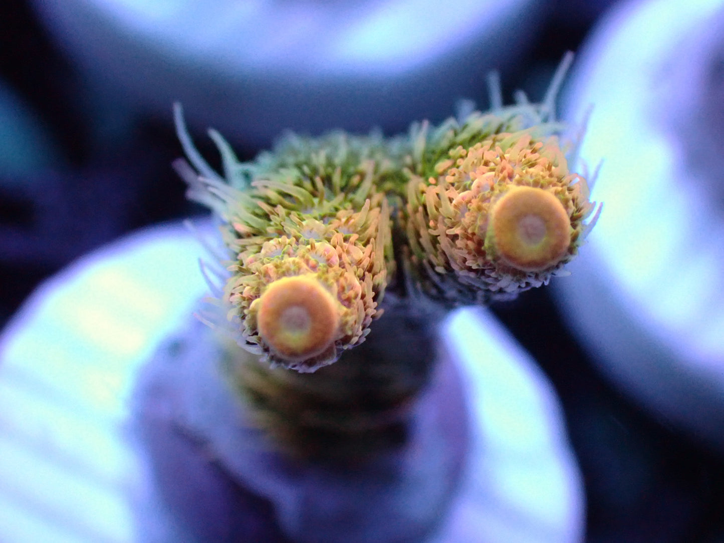 ASD Rainbow Millipora 1” frag