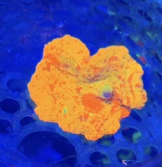 Jawbreaker mushroom wysiwyg 1” frag