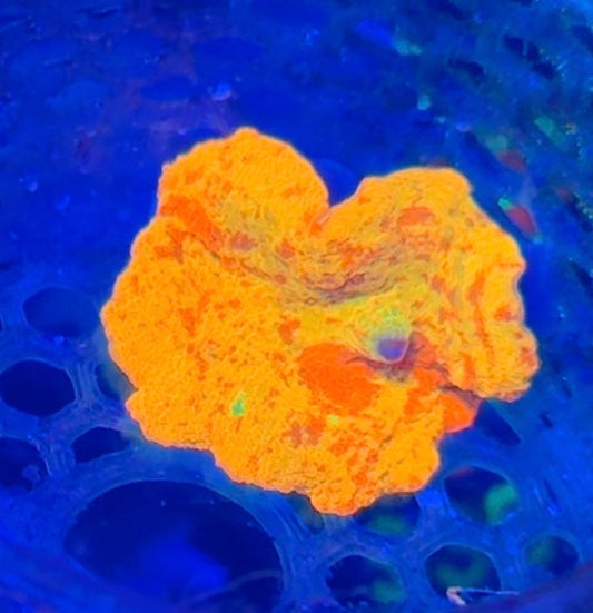 Jawbreaker mushroom wysiwyg 1” frag
