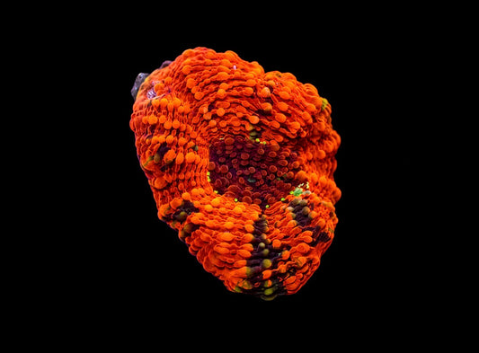 Orange acan Echinata 1” frag