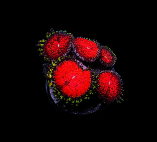 Bloodsucker zoas 1” frag
