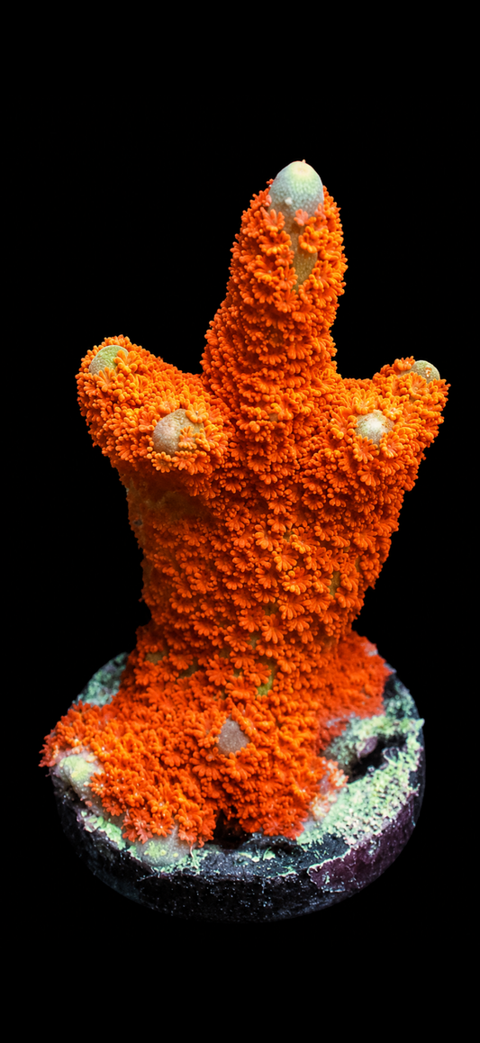Bubblegum digitata 1” frag