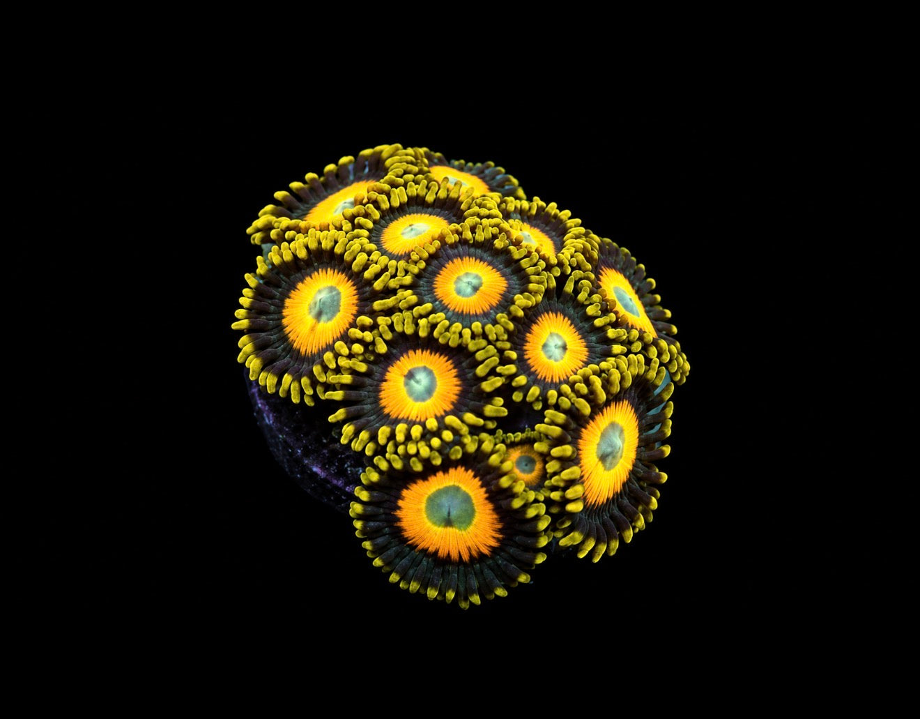 Scrambled eggs zoas 1” frag (5+ heads)