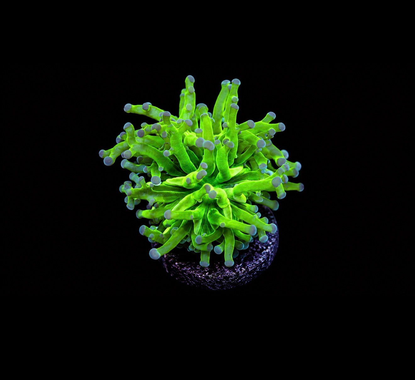OG frogspawn 1” frag