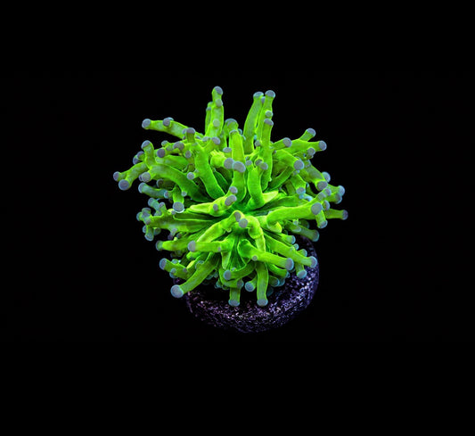 OG frogspawn 1” frag