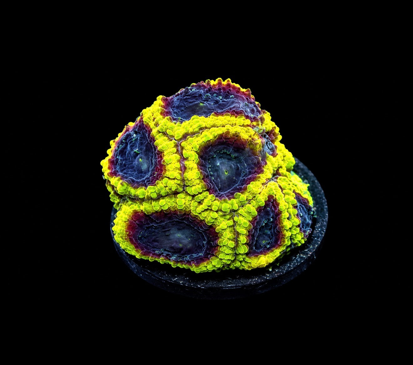 Wolverine favia 1” frag