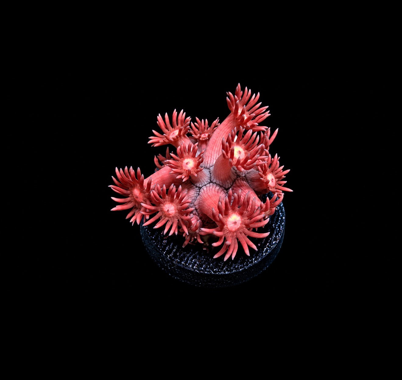 Pink blossom goniopora 1” frag