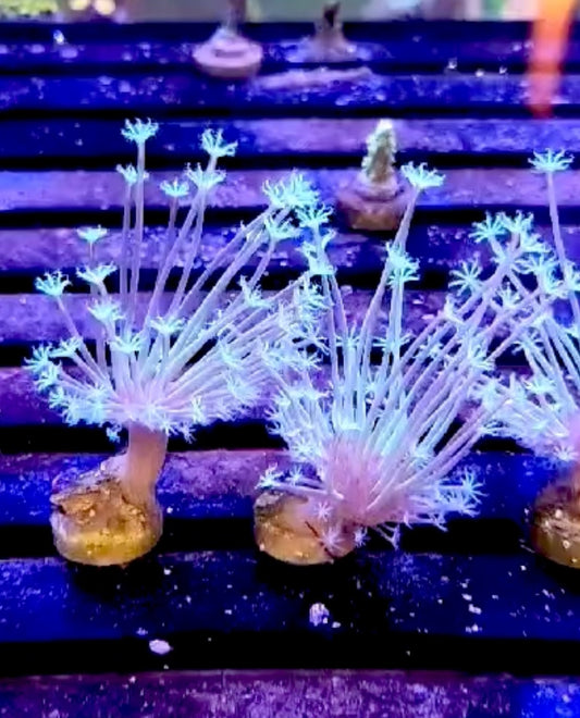 Weeping willow toadstool leather 1” frag