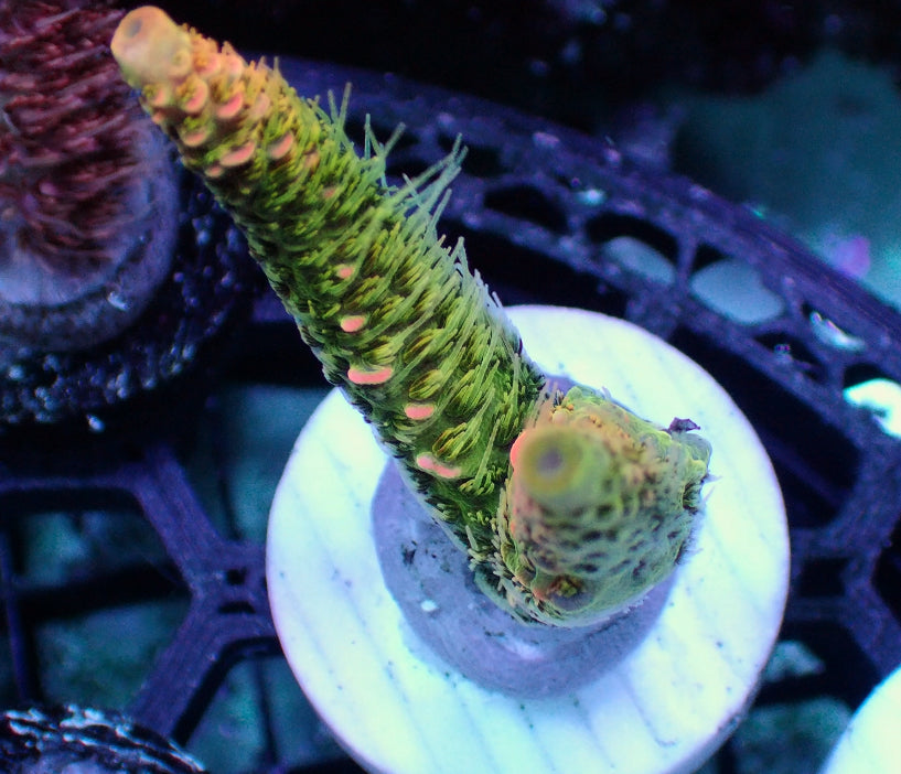 ASD Rainbow Millipora 1” frag