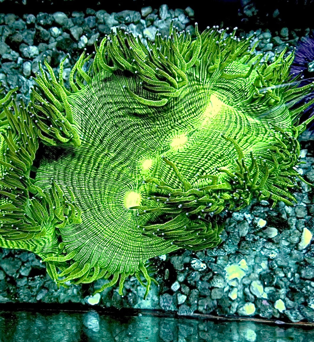Elegance coral 4” colony