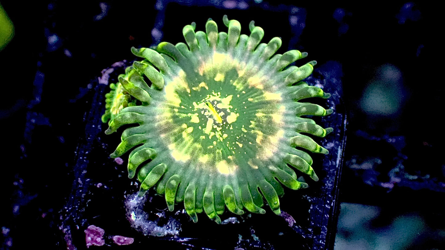 Hawaiian ding dang zoas 1” frag