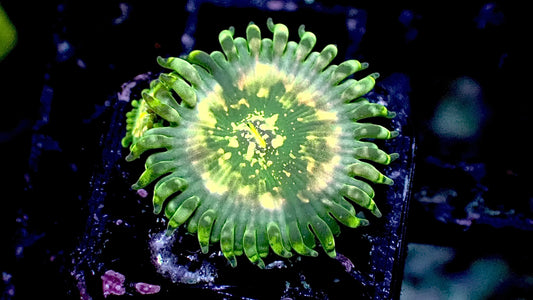 Hawaiian ding dang zoas 1” frag