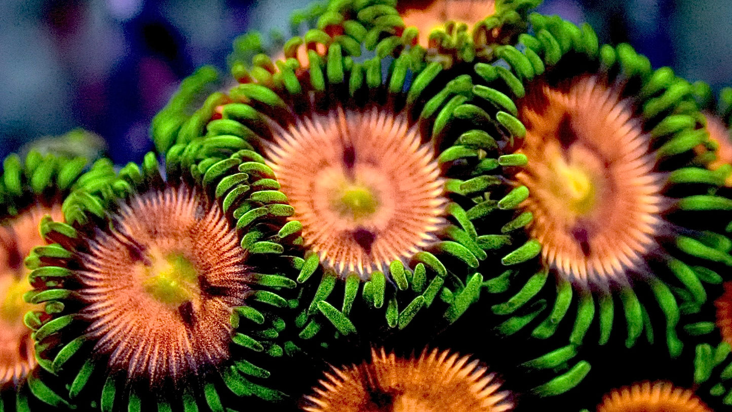Laser lemon zoas