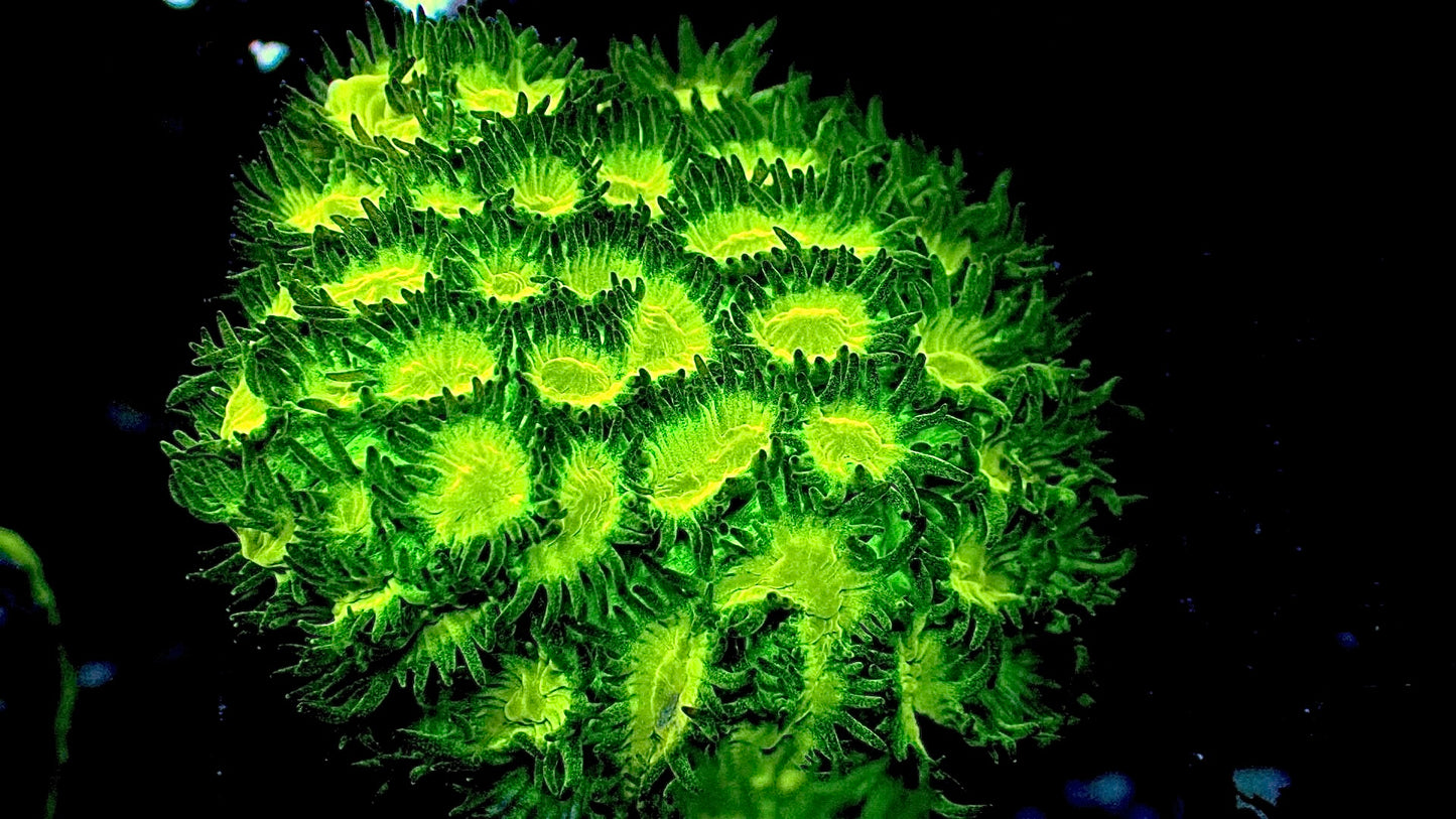 Neon hydnophora 1” frag