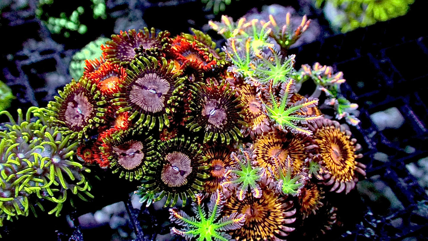 Ultra Zoanthid colony 2” WYSIWYG