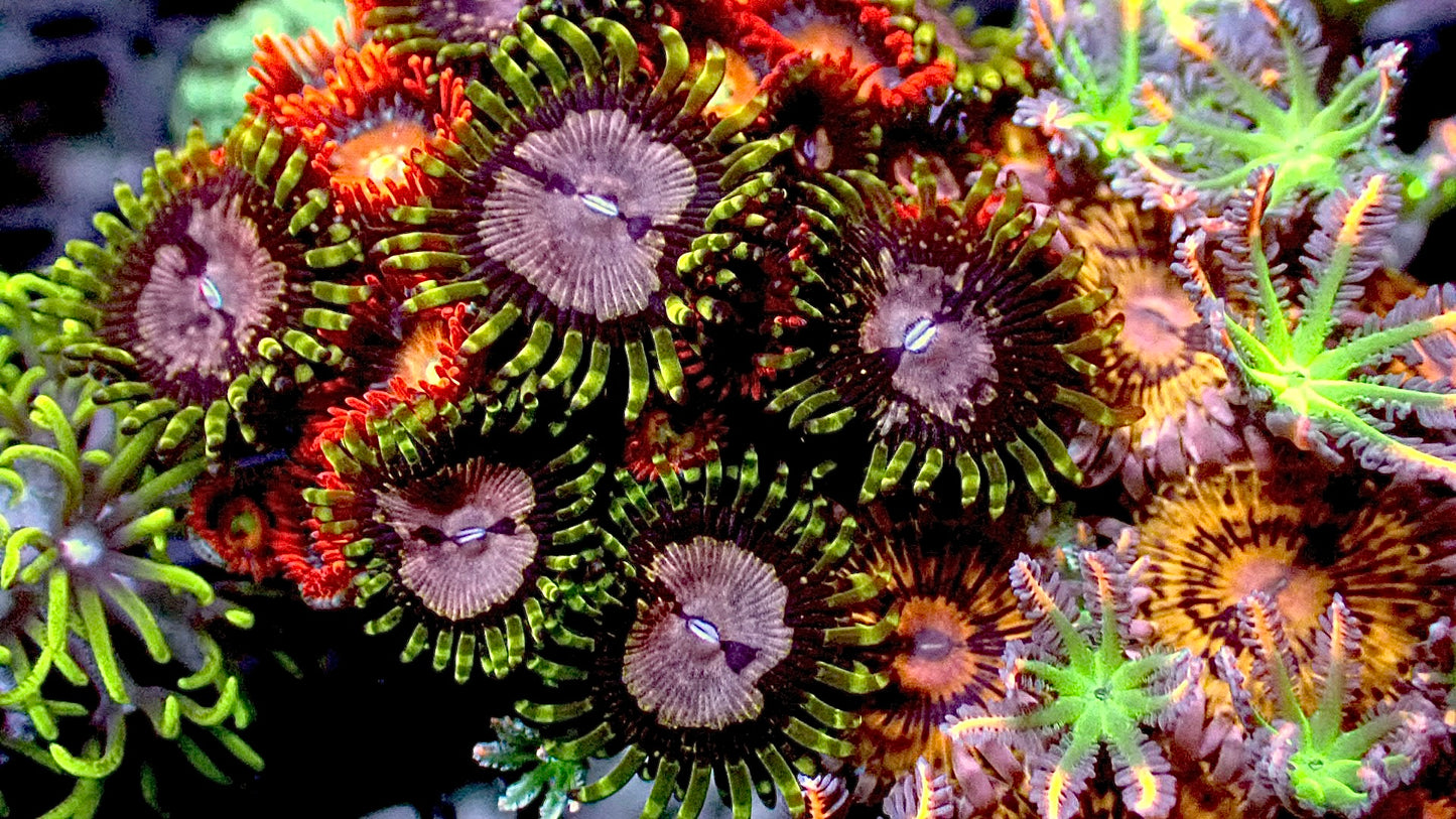Ultra Zoanthid colony 2” WYSIWYG