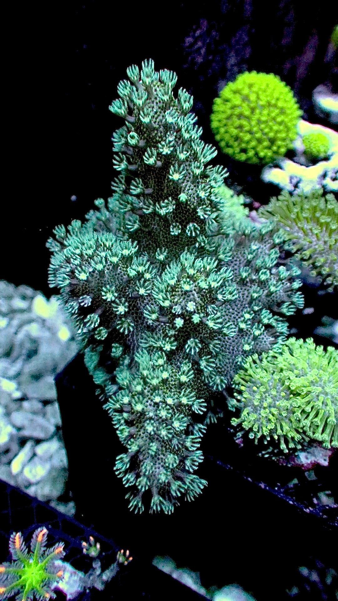 Blue devils hands leather 1” frag