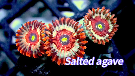 Salted agave zoas 1” frag