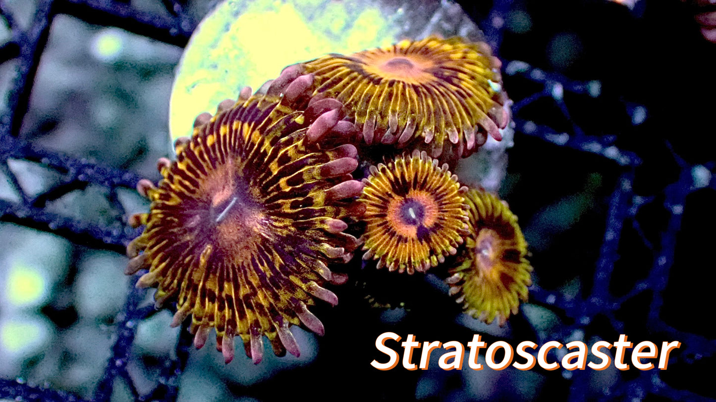 Stratocaster zoas 1” frag