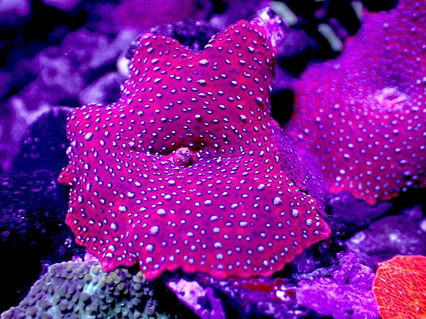 Superman discosoma 1” mushroom