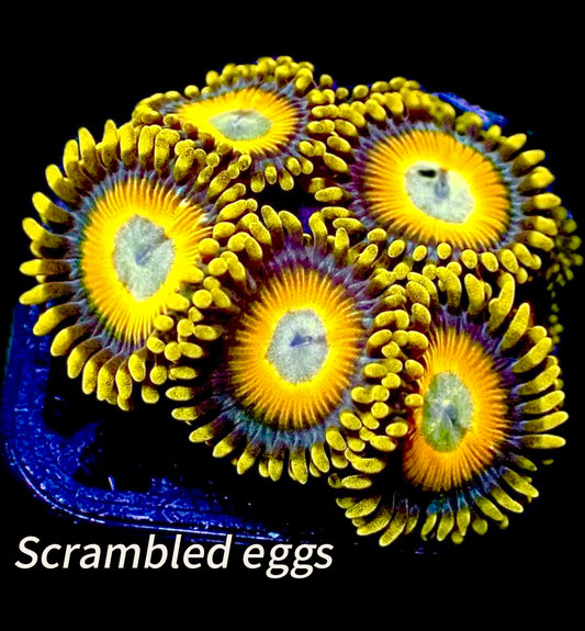 Scrambled eggs zoas 1” frag