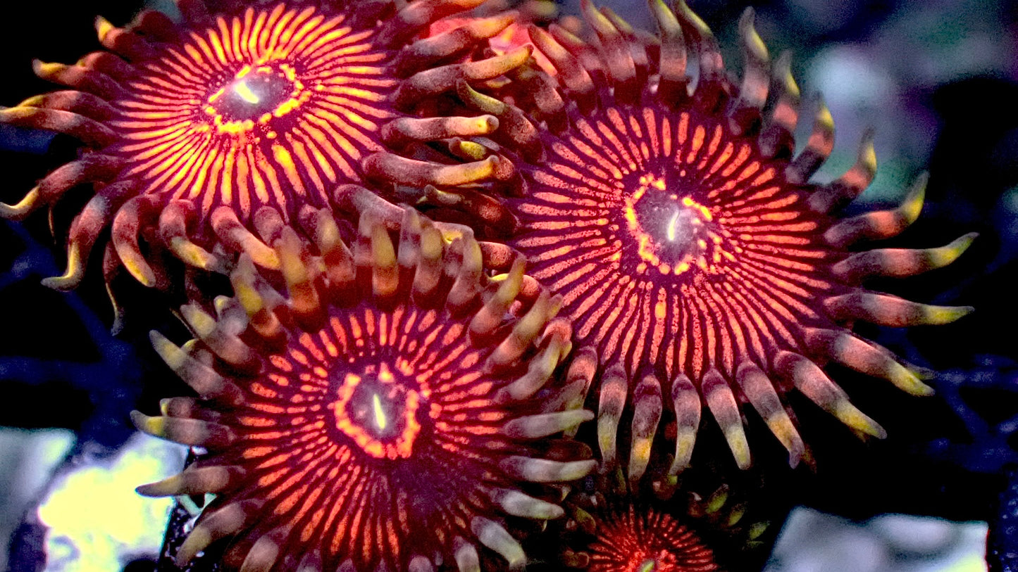 Stranger things zoas 1” frag