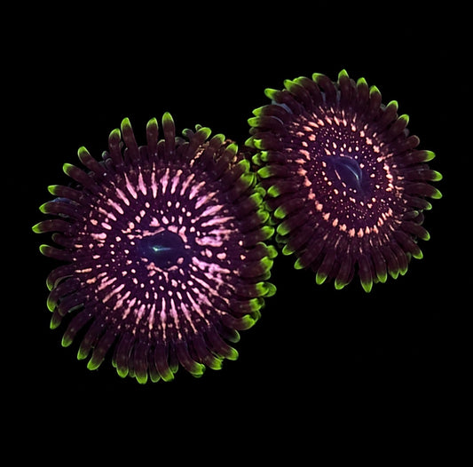 TSA tasers zoanthids 1” frag