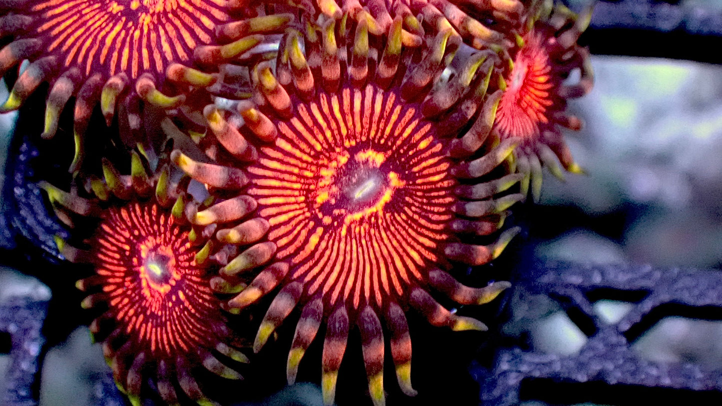 Stranger things zoas 1” frag