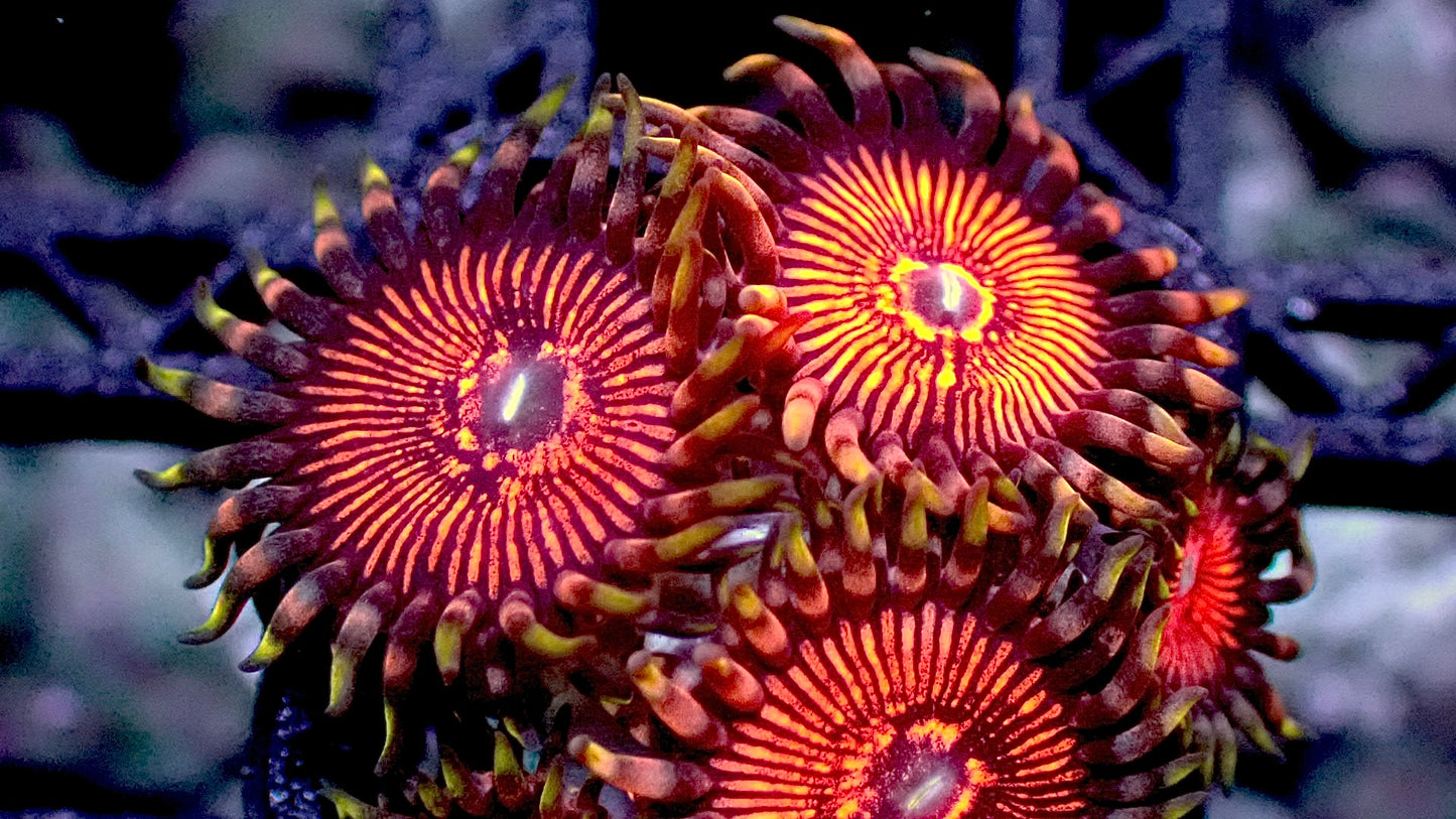Stranger things zoas 1” frag