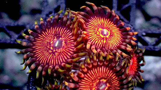 Stranger things zoas 1” frag