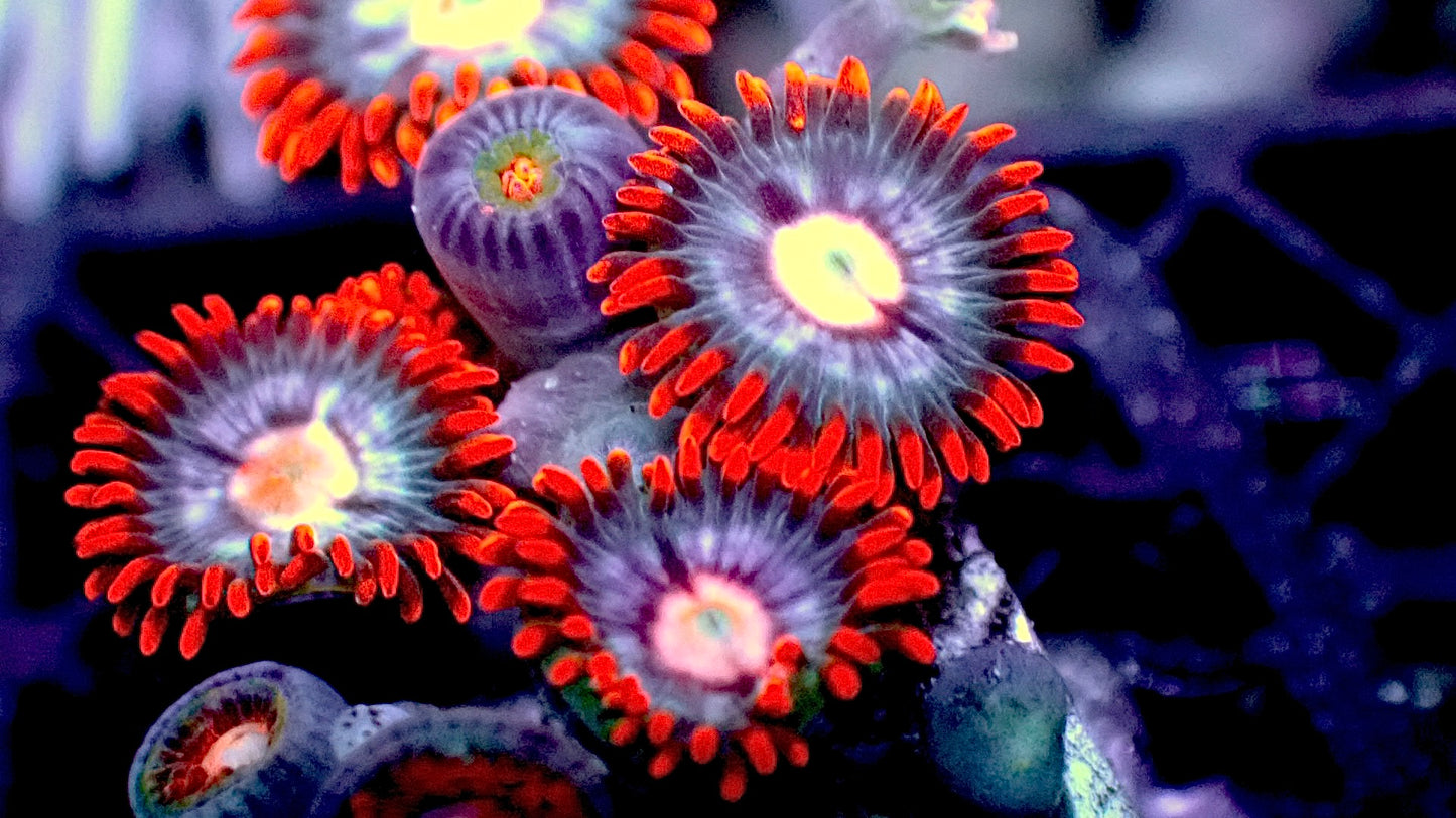 Fire and ice zoas 1” frag