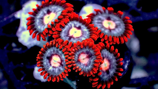 Fire and ice zoas 1” frag